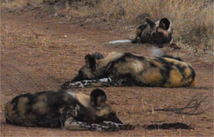 Three Wild Dog resting on a dirt road at Madikwe Game Reserve
