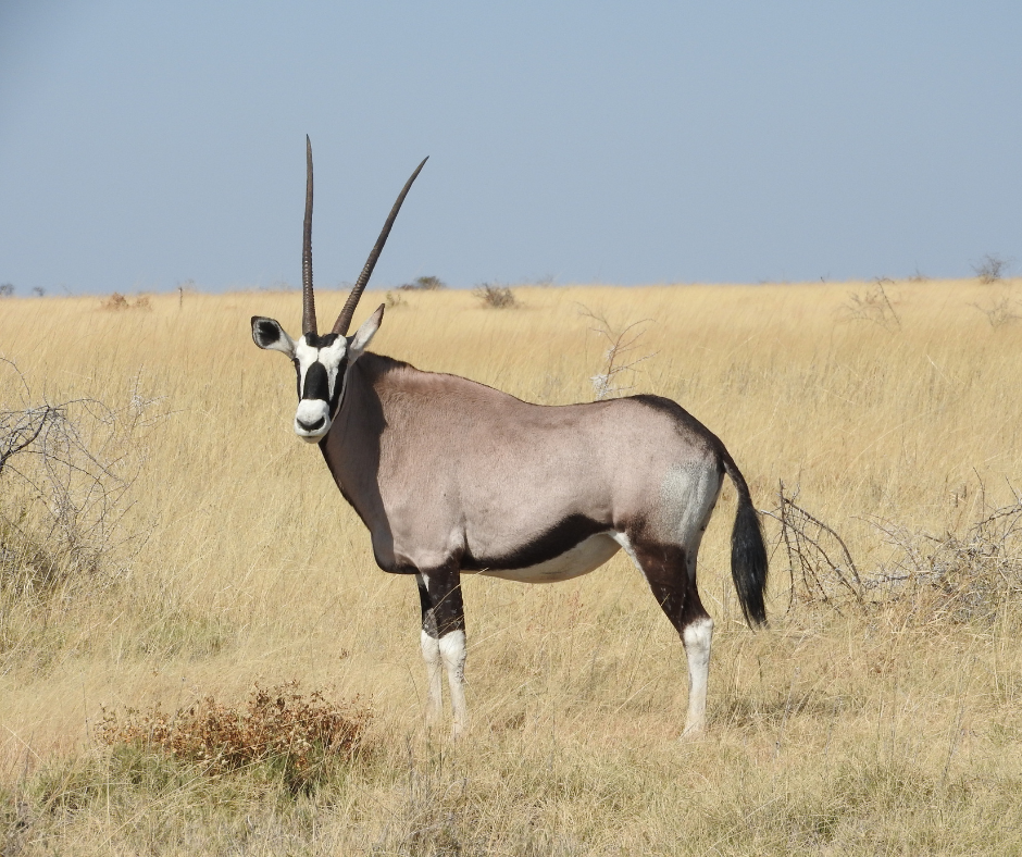 Oryx Botswana